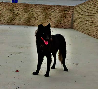 • Black Long Coat German Shepherd