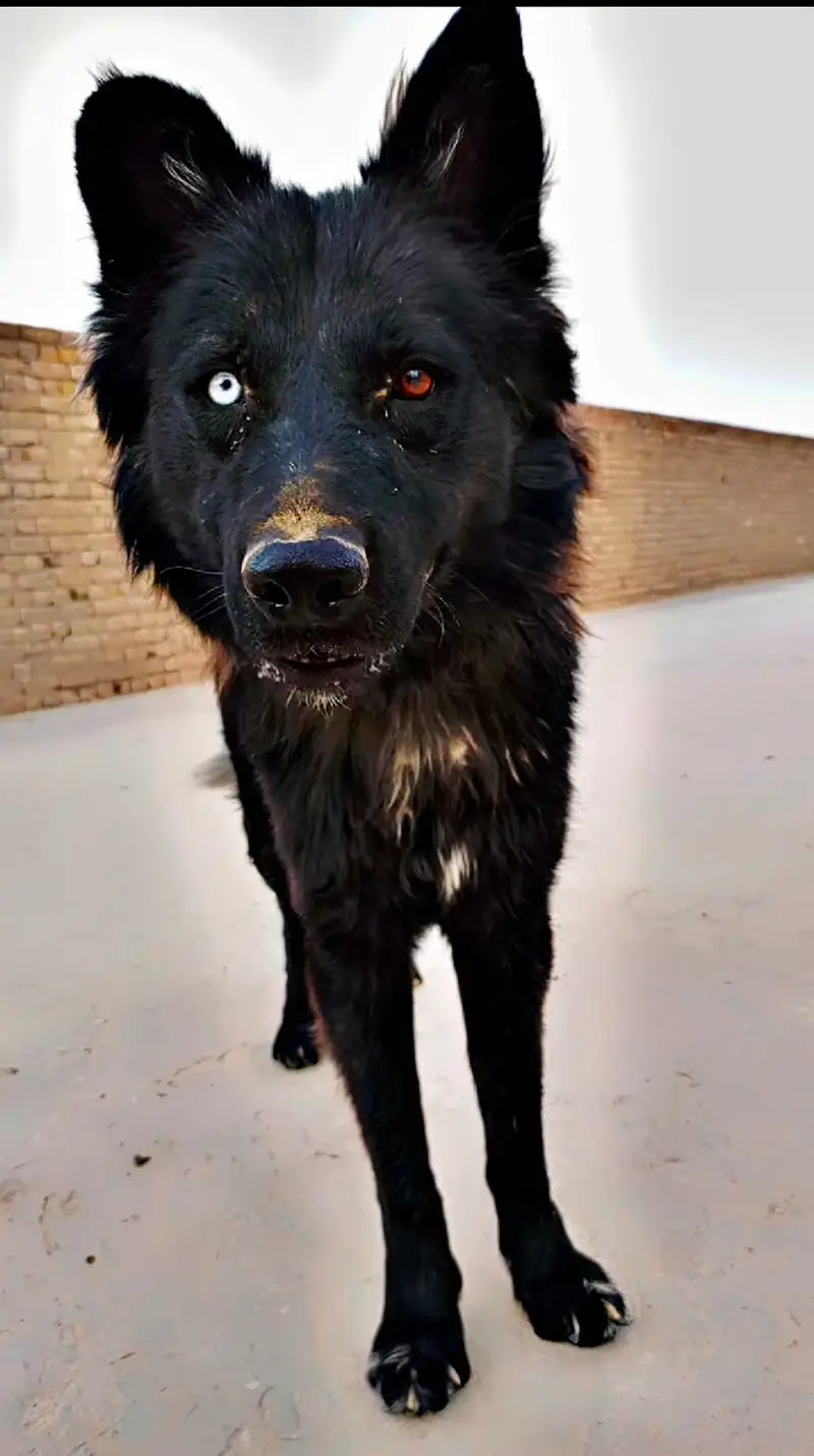 • Black Long Coat German Shepherd — photo 2