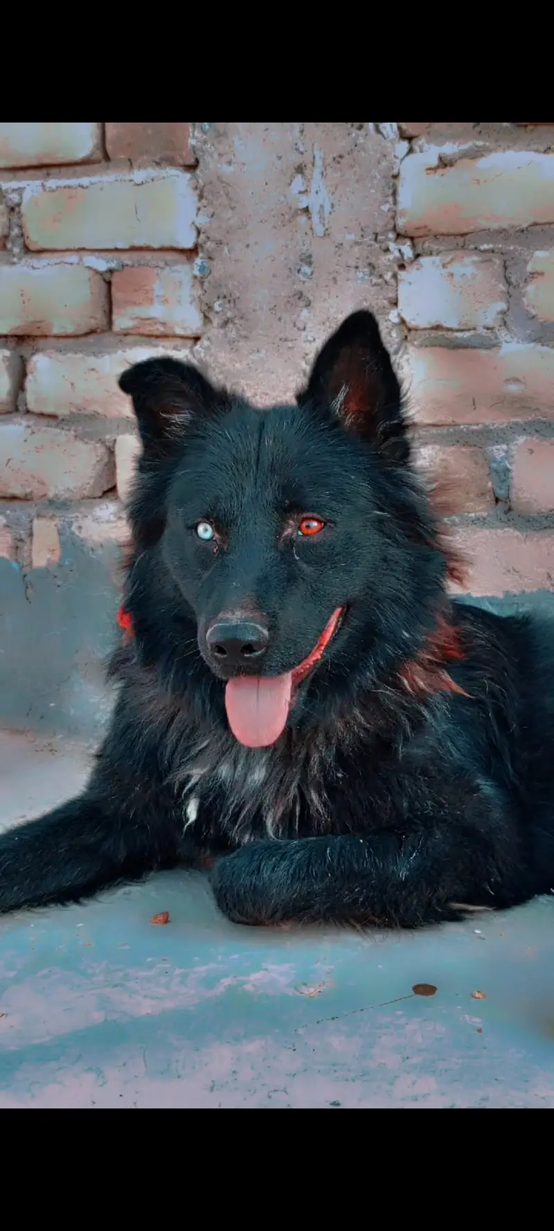 • Black Long Coat German Shepherd — photo 3