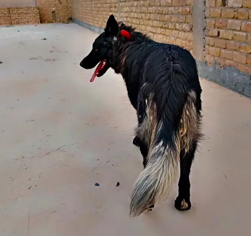 • Black Long Coat German Shepherd — photo 4