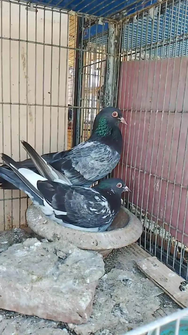 sletay,teedy,dubwalay chicks — photo 3