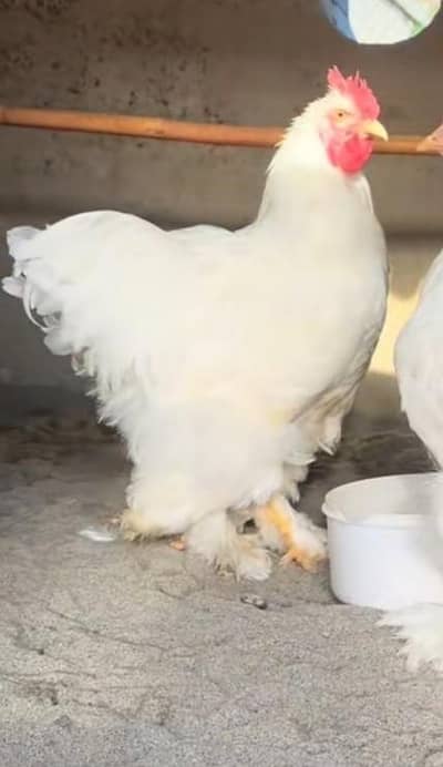 pure white heavy buff male long highted