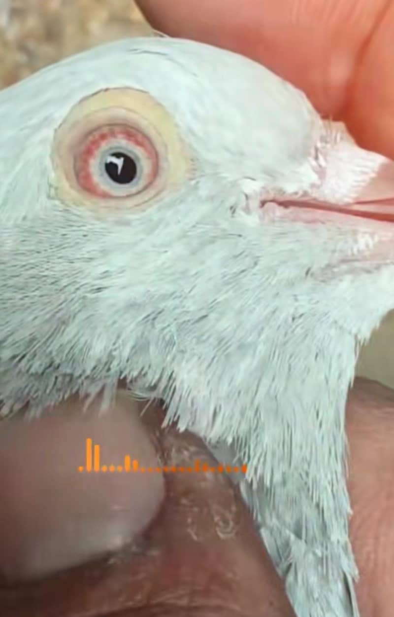 dub walay teedy chicks 3