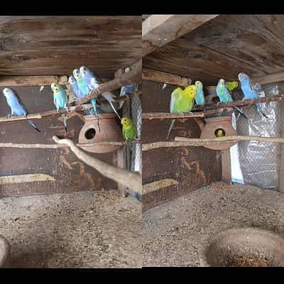 Australian parrots for sale