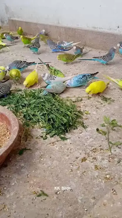 Australian parrots for sale — photo 3