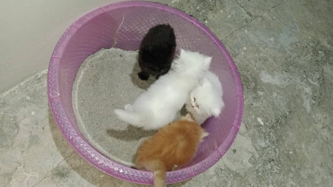 Persian Kittens Available 1