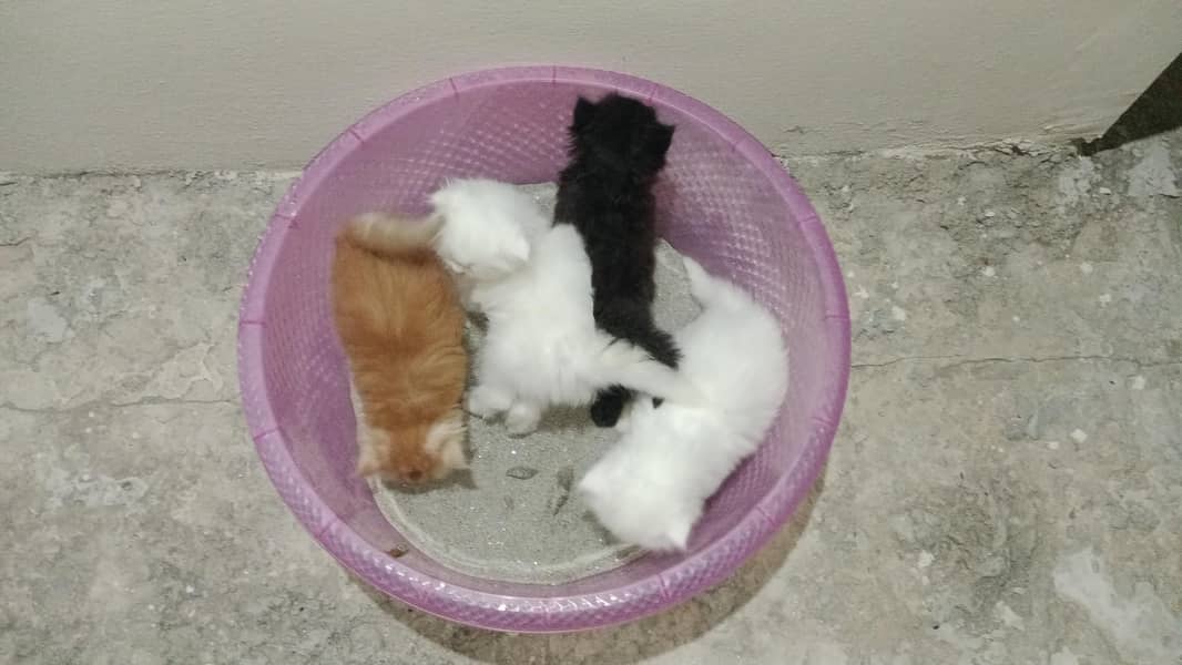 Persian Kittens Available 2