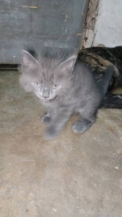Cat baby for sale