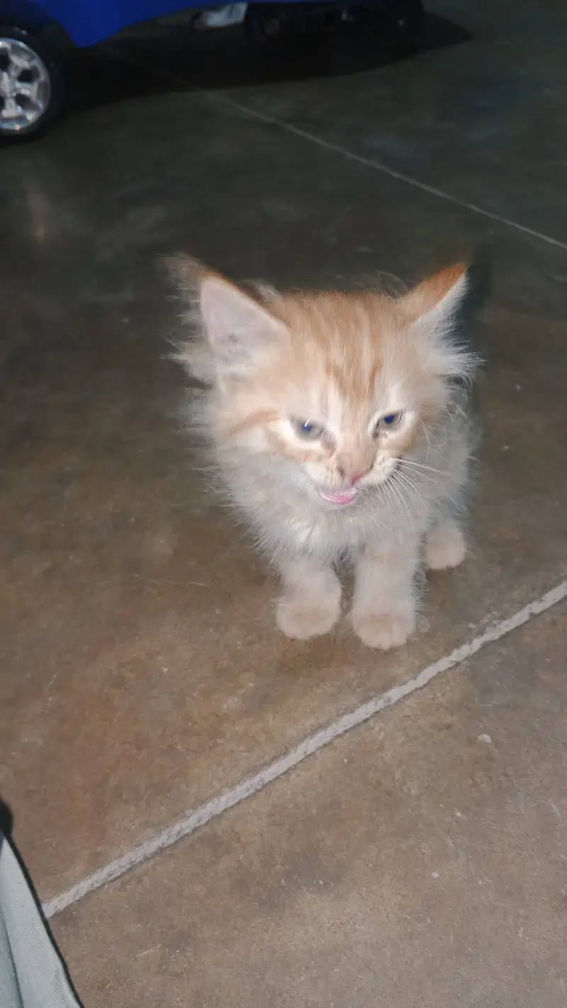 Cat baby for sale — photo 2