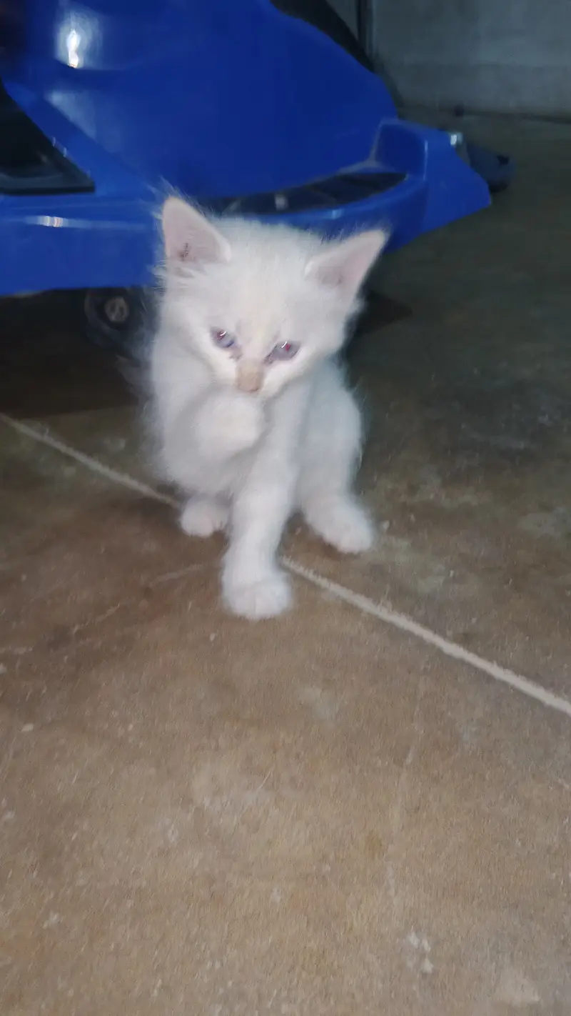Cat baby for sale — photo 3