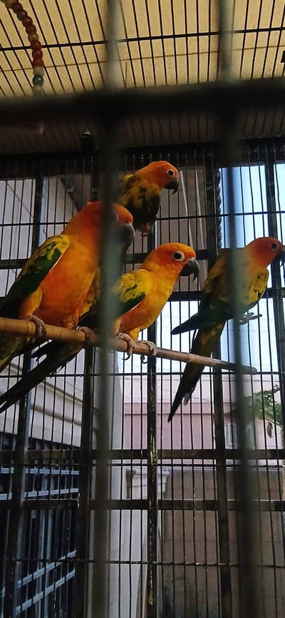 sun conure 2 pair for sale with DNA