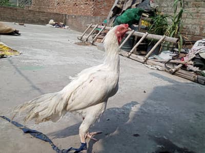 Main wali asell hens