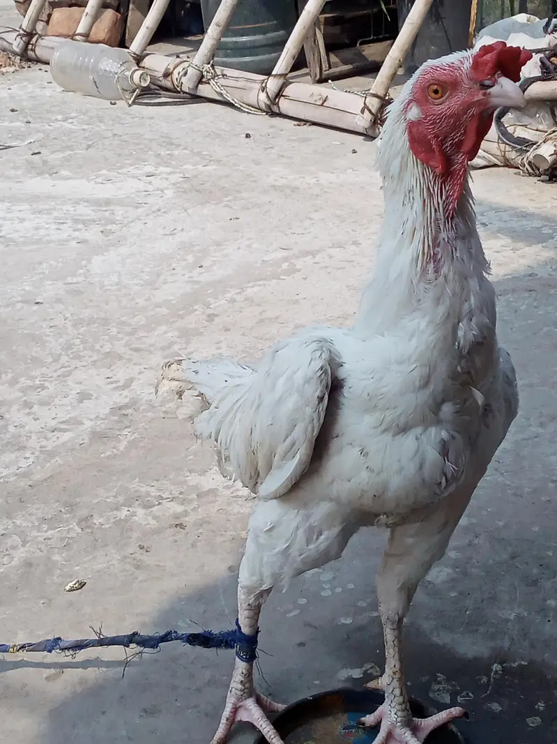 Main wali asell hens — photo 2