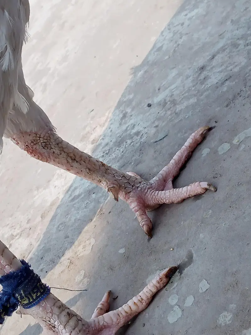 Main wali asell hens — photo 3