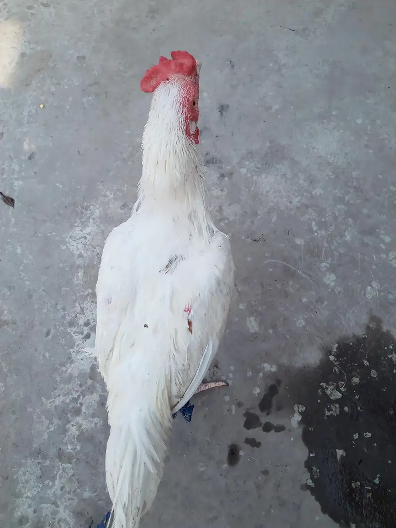 Main wali asell hens — photo 4