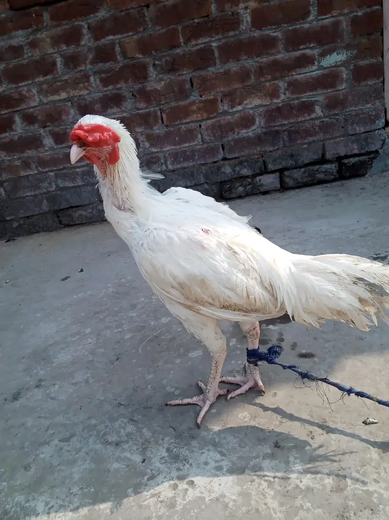Main wali asell hens — photo 5