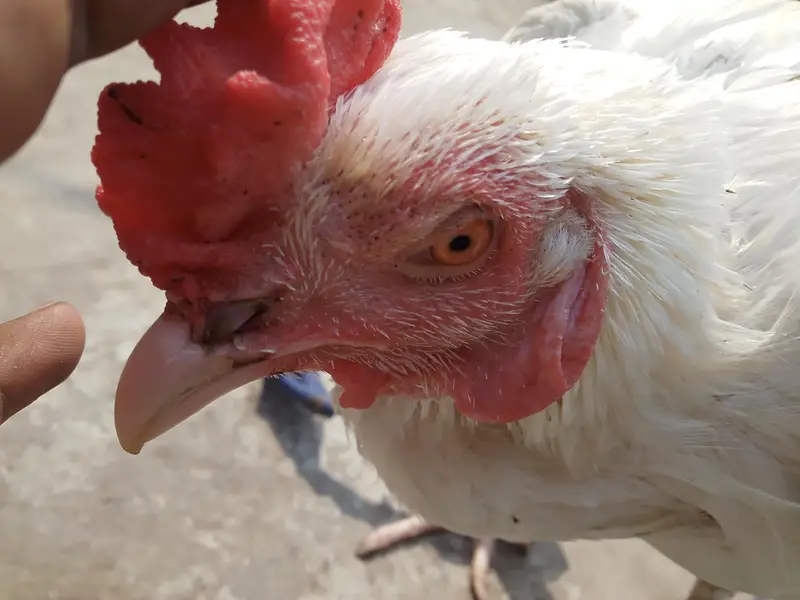 Main wali asell hens — photo 6
