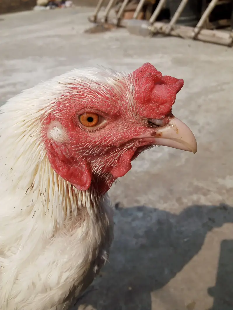 Main wali asell hens — photo 7