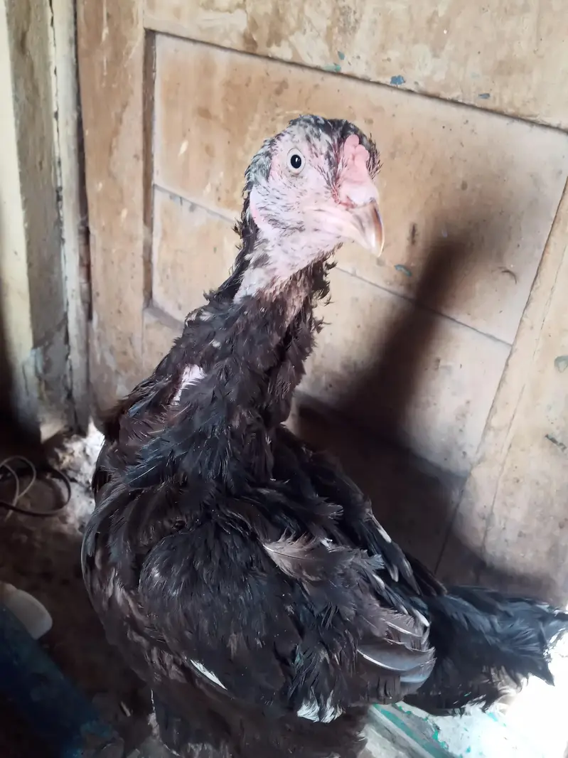 Main wali asell hens — photo 8