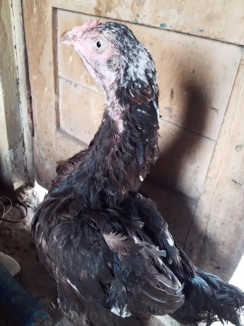 Main wali asell hens — photo 9