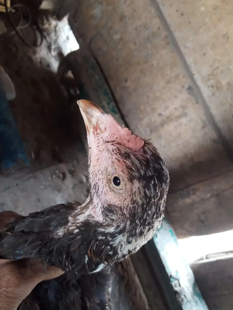 Main wali asell hens — photo 10