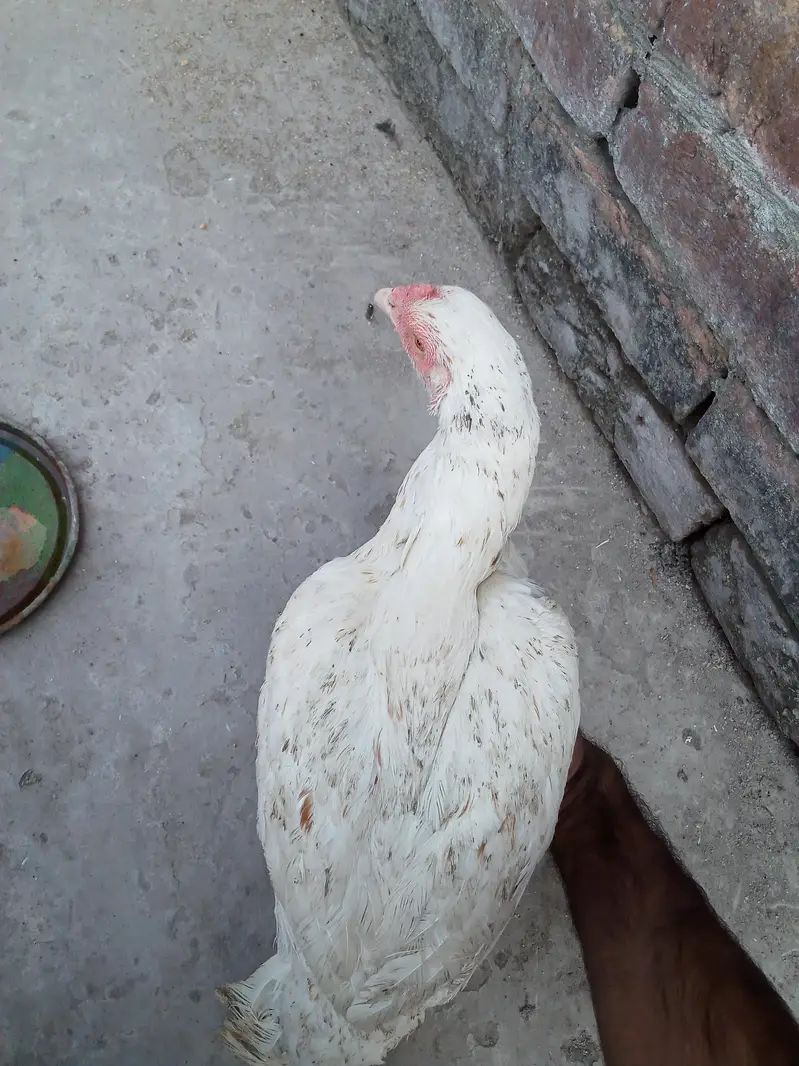 Main wali asell hens — photo 11