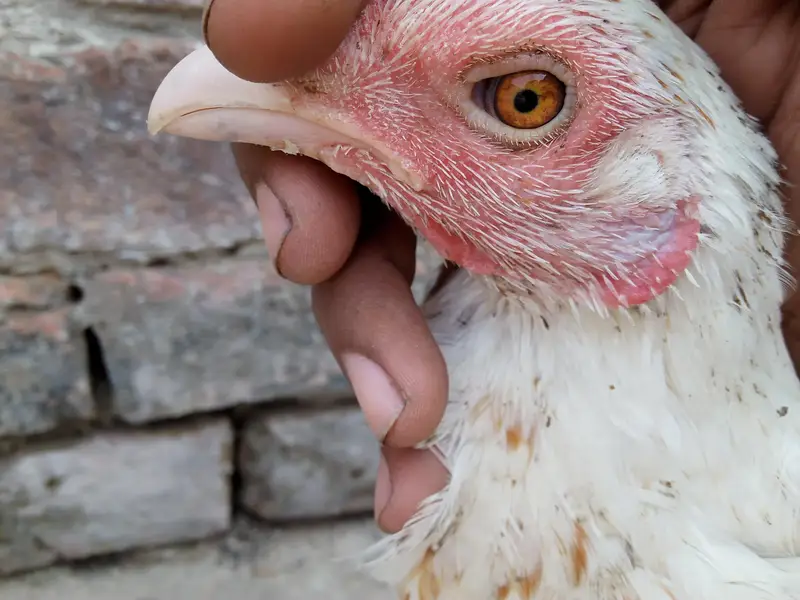 Main wali asell hens — photo 12