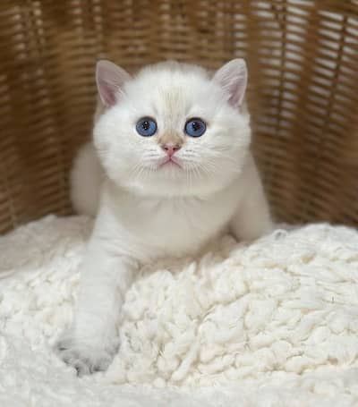 BRITISH SHORTHAIR PREMIUM PUREBRED PEDIGREE KITTENS