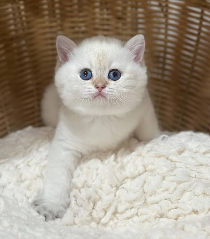 BRITISH SHORTHAIR PREMIUM PUREBRED PEDIGREE KITTENS - Cats - 1120770648