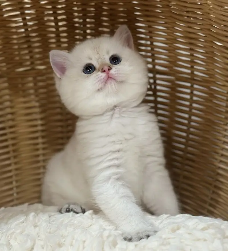 BRITISH SHORTHAIR PREMIUM PUREBRED PEDIGREE KITTENS — photo 2