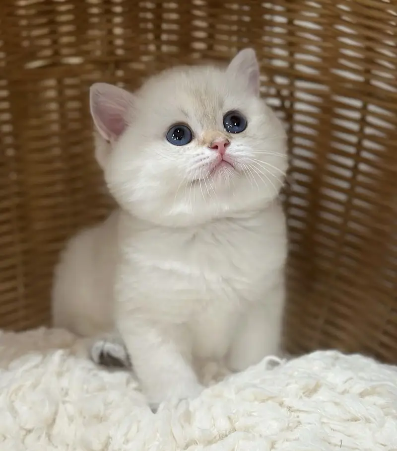 BRITISH SHORTHAIR PREMIUM PUREBRED PEDIGREE KITTENS — photo 3