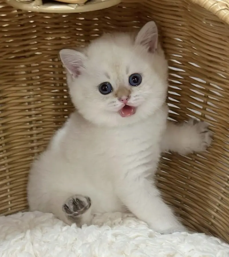 BRITISH SHORTHAIR PREMIUM PUREBRED PEDIGREE KITTENS — photo 4