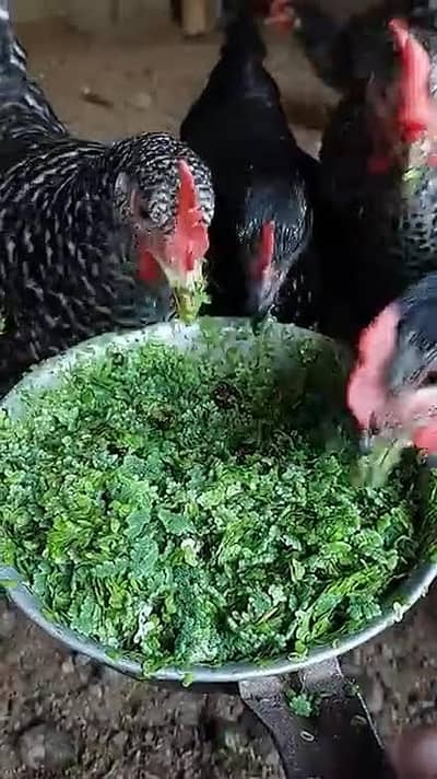 Azolla natural feed for livestock