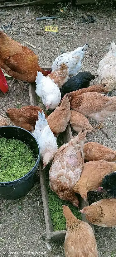 Azolla natural feed for livestock — photo 2