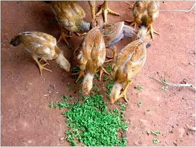 Azolla natural feed for livestock — photo 3