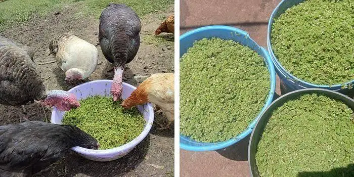 Azolla natural feed for livestock — photo 5