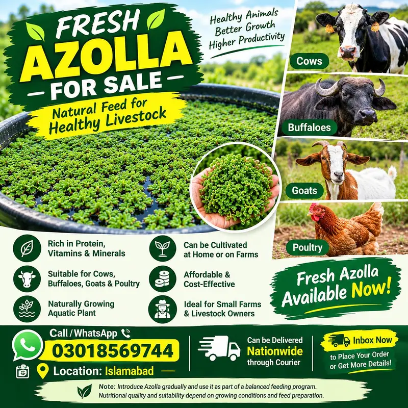 Azolla natural feed for livestock — photo 6