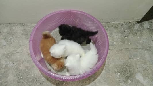Adorable Kittens Contact for Details