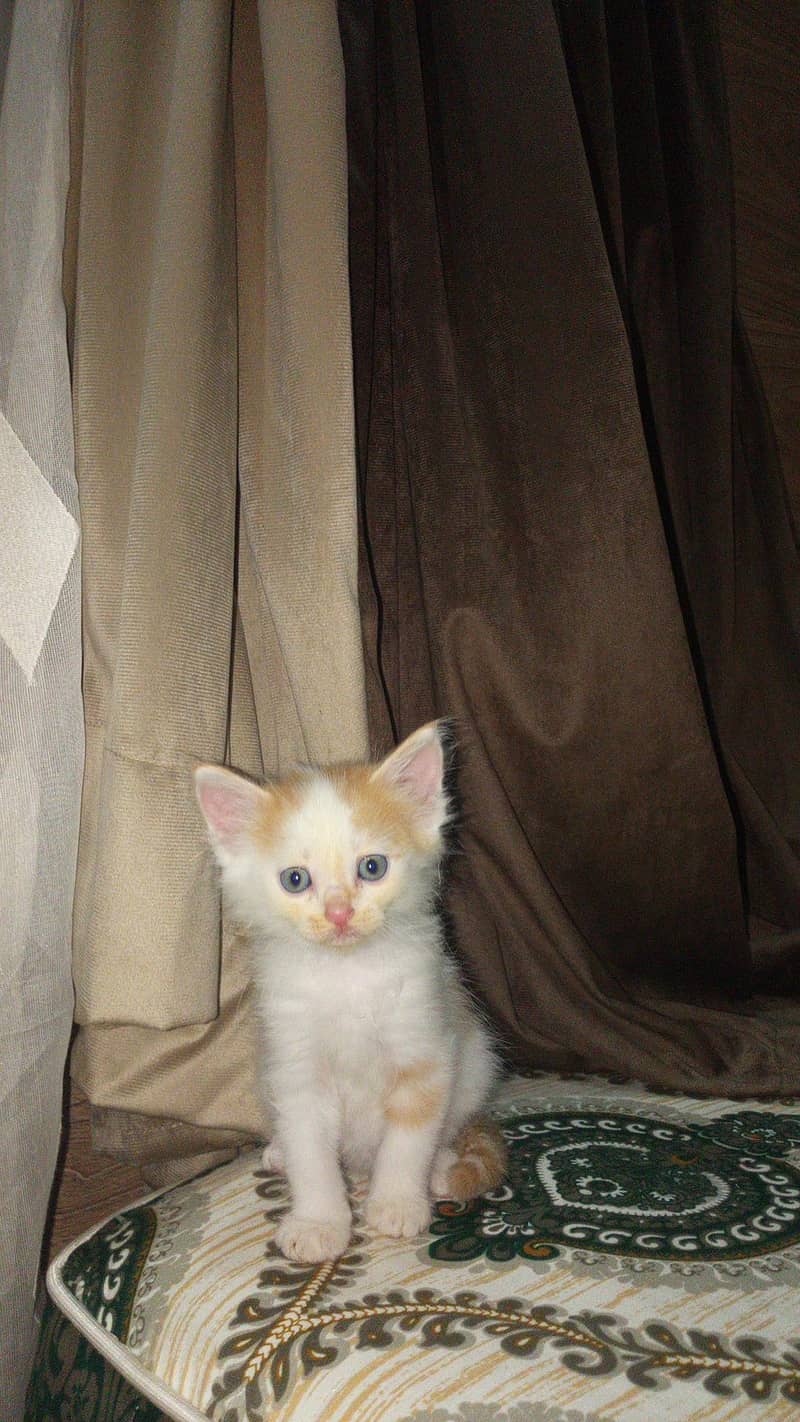 Persian cat 0