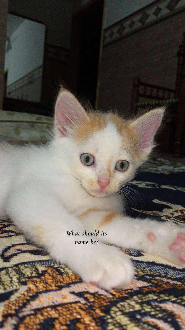 Persian cat 1