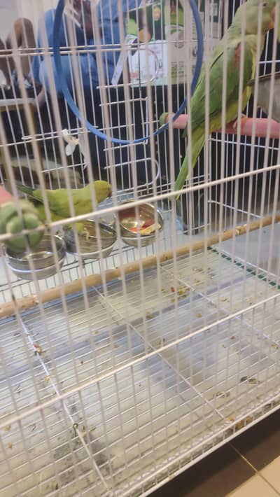 2 years healthy pair of Alexander parrots healthy active playful