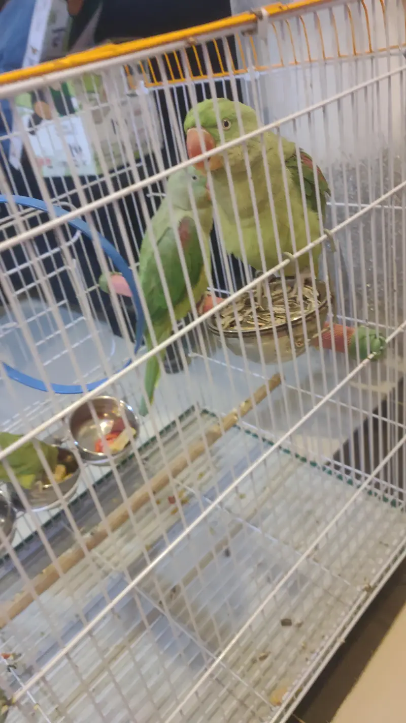 2 years healthy pair of Alexander parrots healthy active playful — photo 2