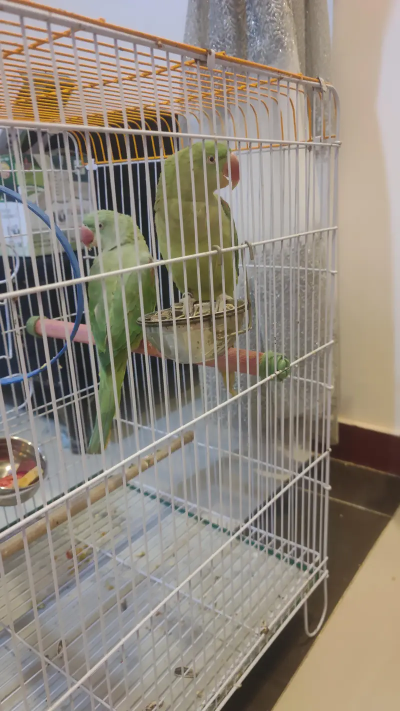2 years healthy pair of Alexander parrots healthy active playful — photo 3