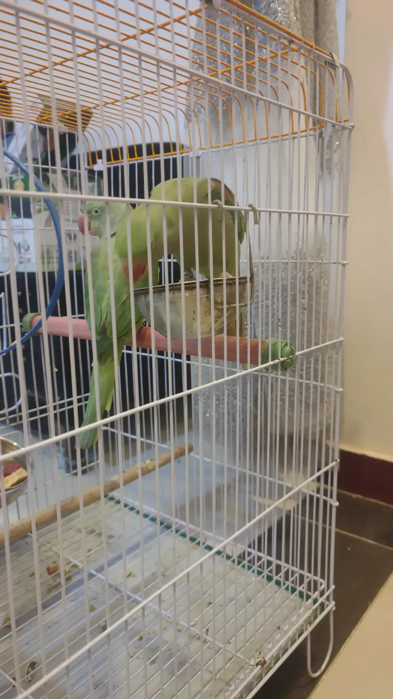 2 years healthy pair of Alexander parrots healthy active playful — photo 4