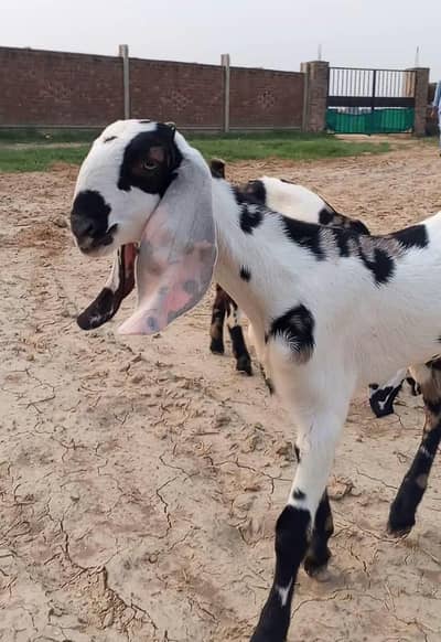 commando print Bakri k bchay | Goat kids