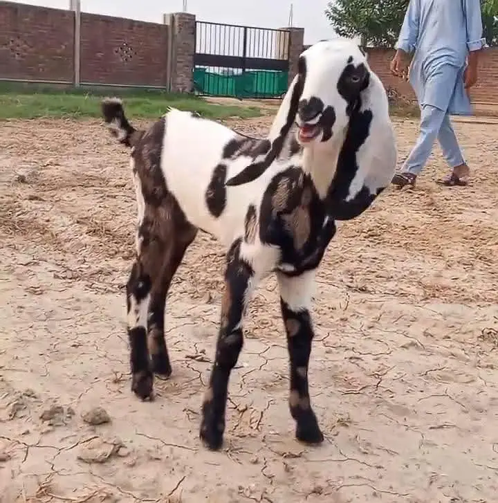 commando print Bakri k bchay | Goat kids — photo 2