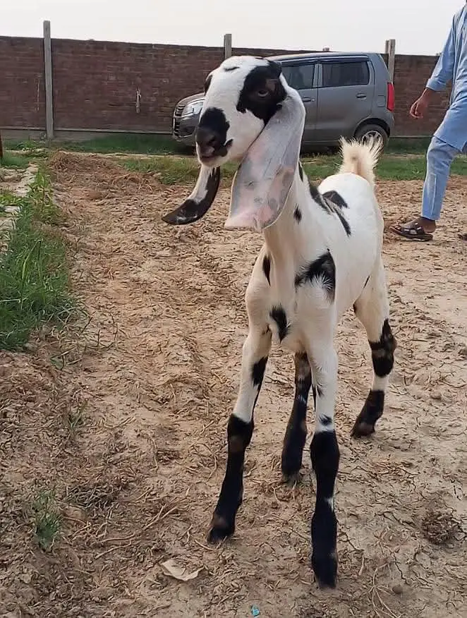 commando print Bakri k bchay | Goat kids — photo 3