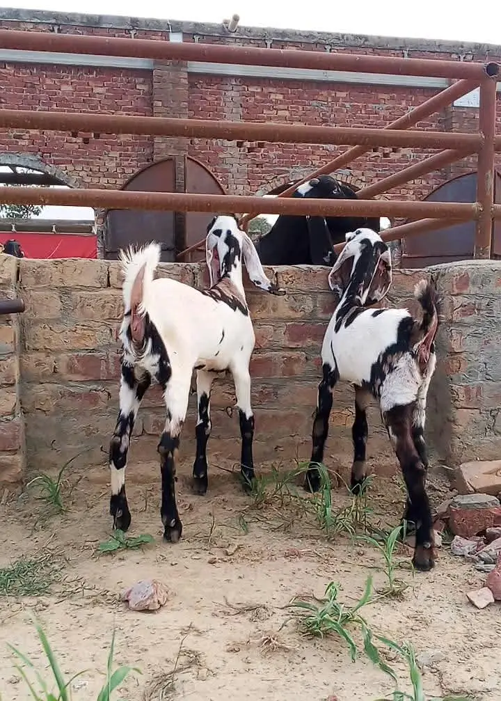 commando print Bakri k bchay | Goat kids — photo 4