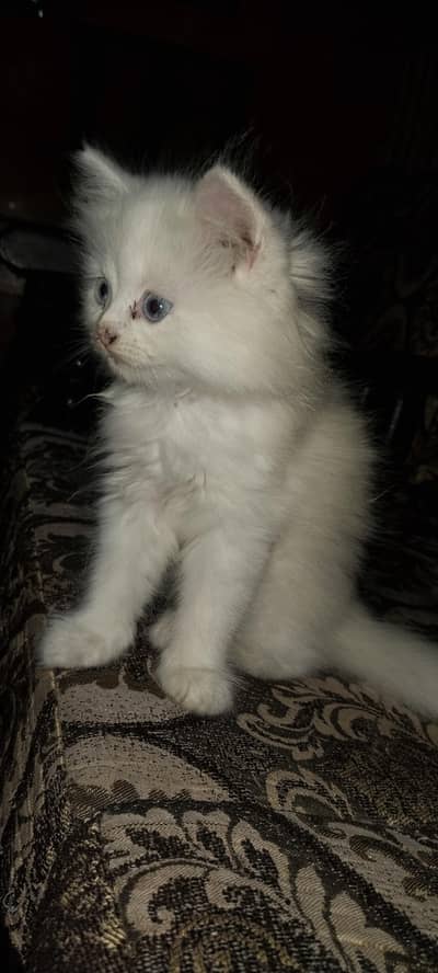 white persian kitten