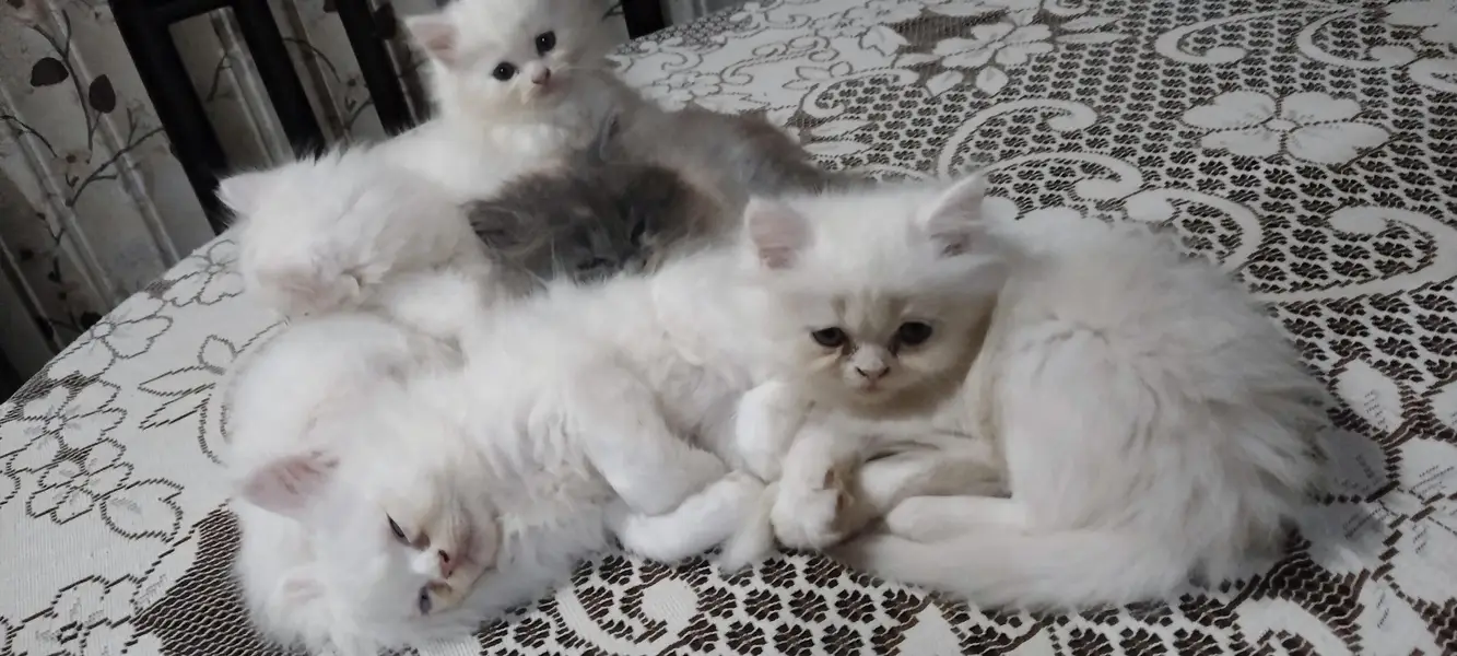 white persian kitten — photo 2